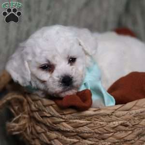 Jasper, Bichon Frise Puppy